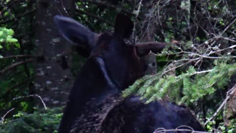 Moose