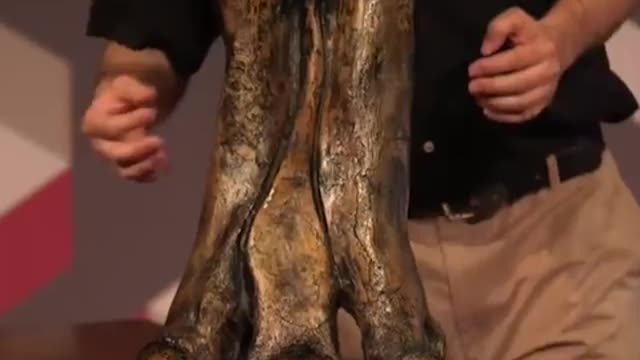 Learning about T-rex's feet