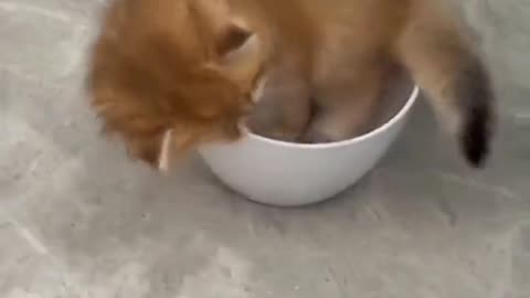 Cat dinner 😺