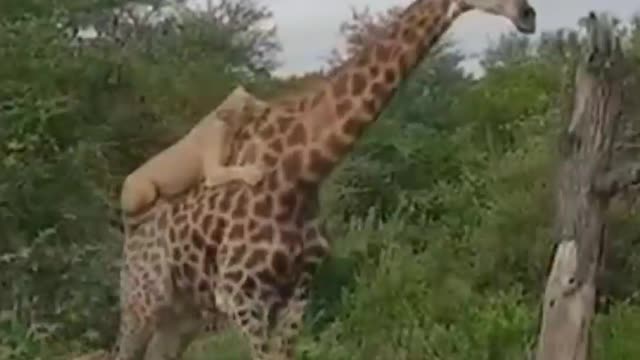 Animals