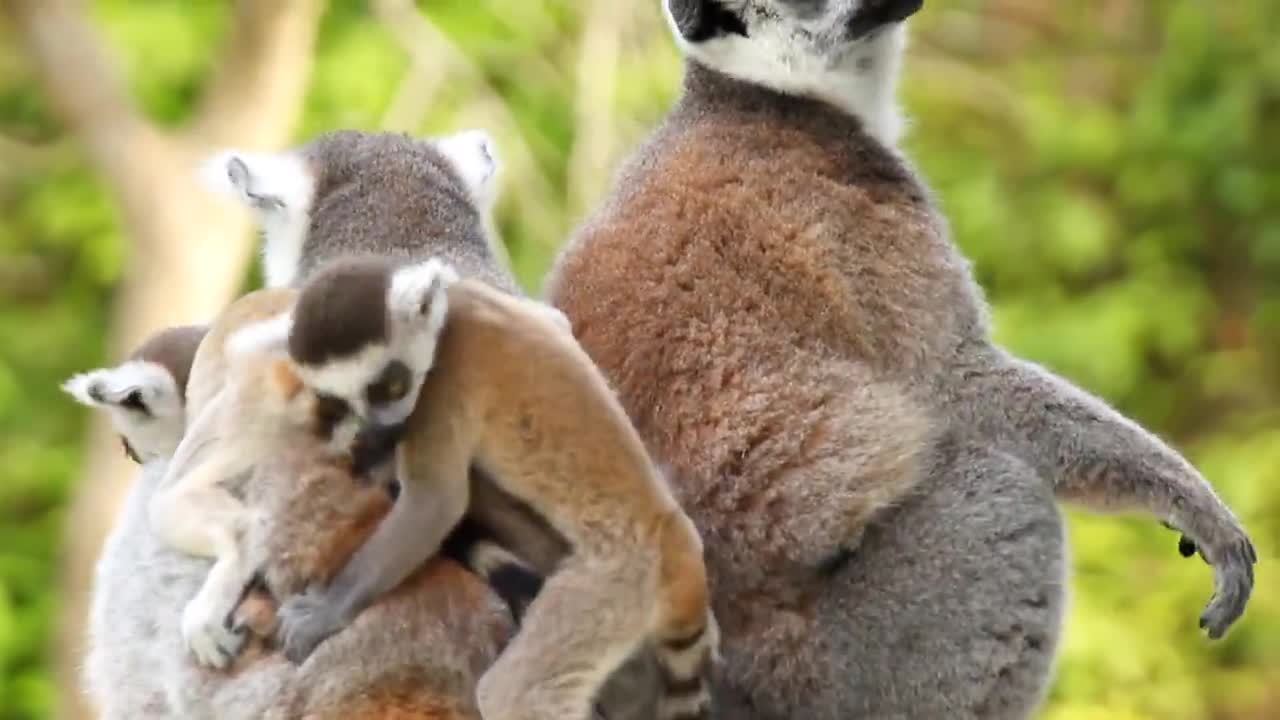 Ring-tailed lemur