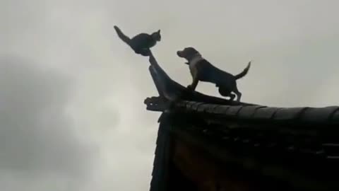 Ninja cat