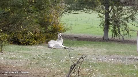 Wild Animal's Amazing Sound | The beauty of this World