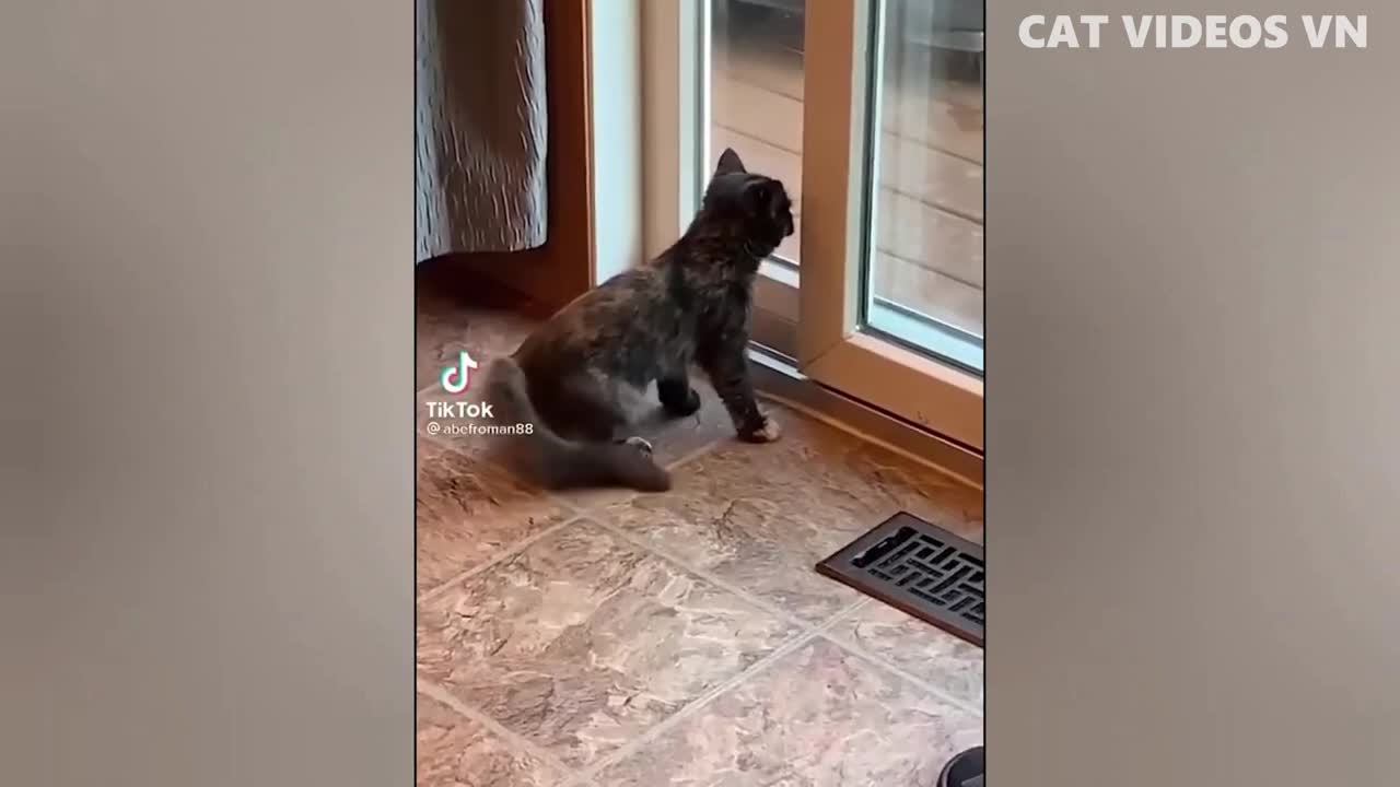 funny pets/animals