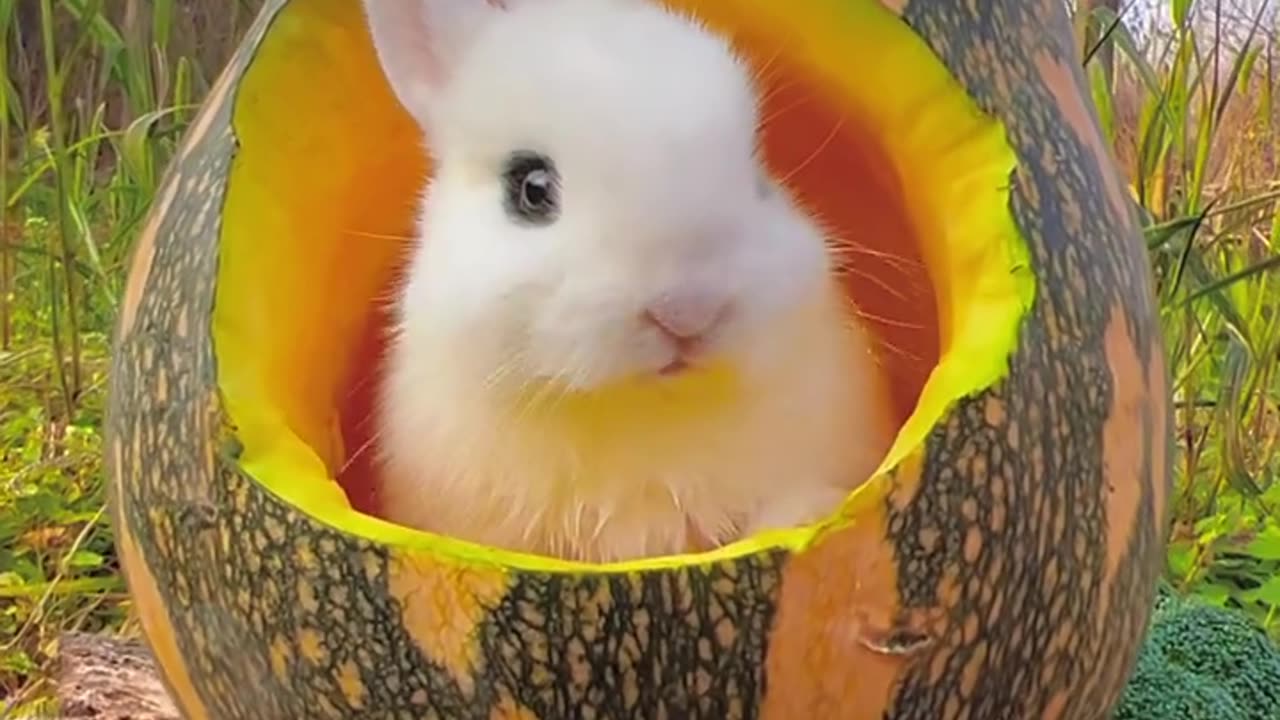 A pumpkin hut that can eat and live🎃 cute pet rabbit