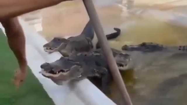 This is a beautiful and charming water-dwelling species