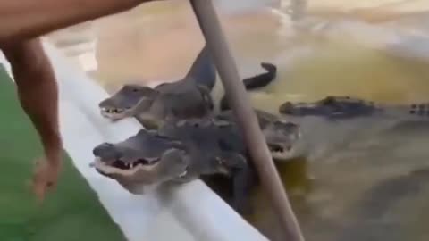 This is a beautiful and charming water-dwelling species