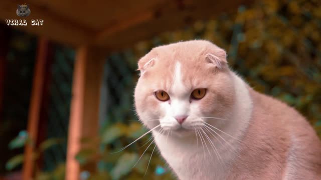 Beautiful Scenes of Cats and Kittens in 4K Quality Animal Footage