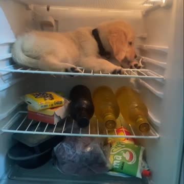 the fridge is better than a doghouse
