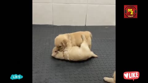 Cute Puppies And Cat