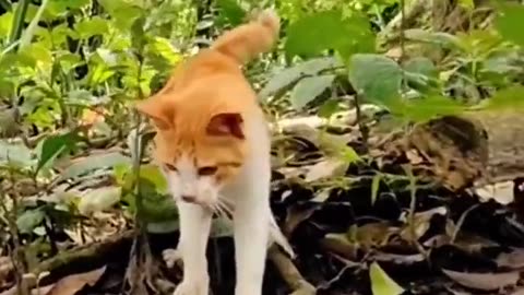 A cats reaction time is faster than a snake