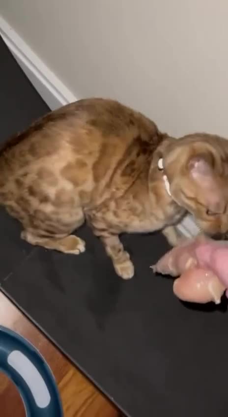 Tender chicken breast is worth stealing 🤣