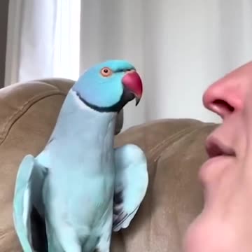 Talking parrot interacts adorably with owner