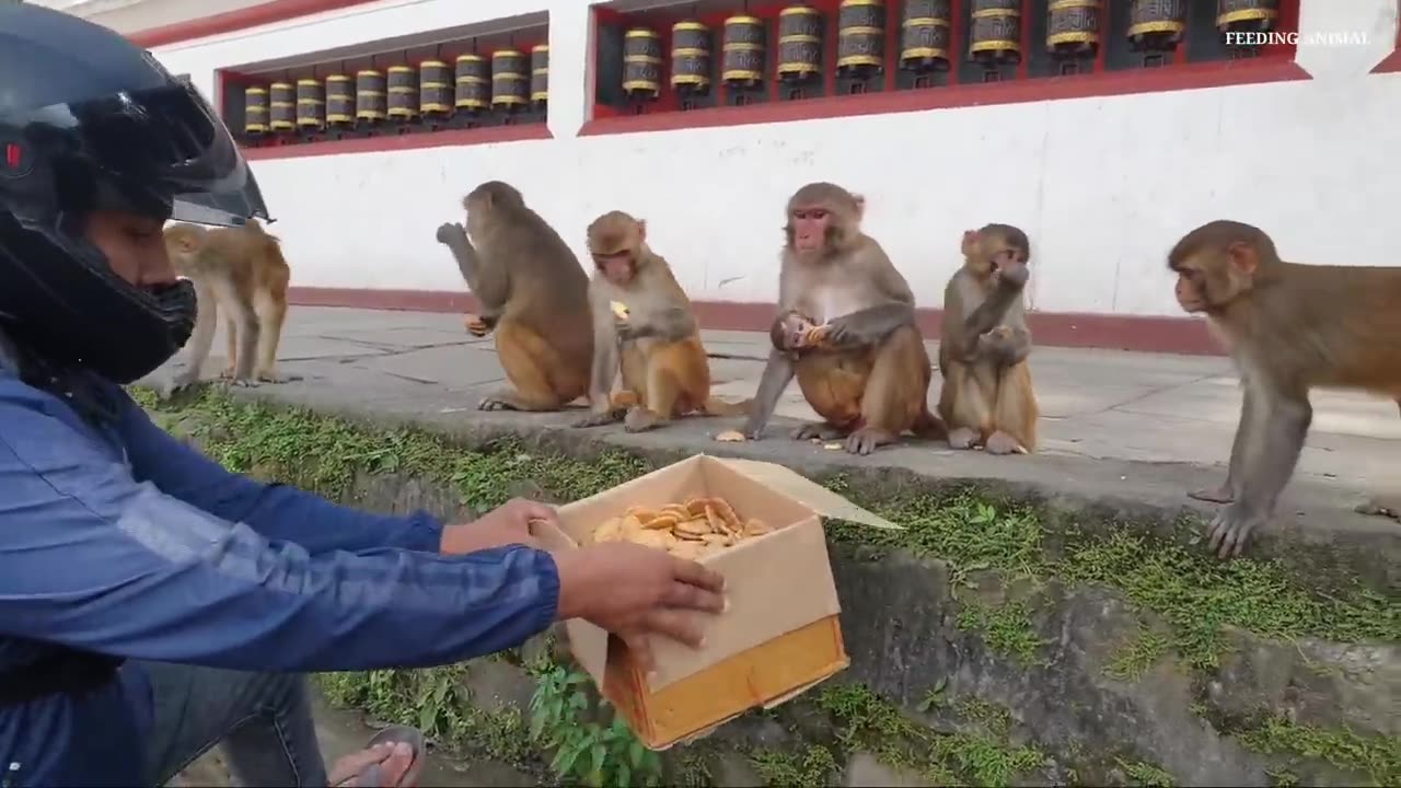 monkey video animal video feeding biscuits to