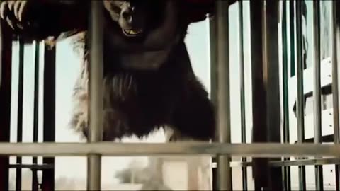 Funny gorila video 2023