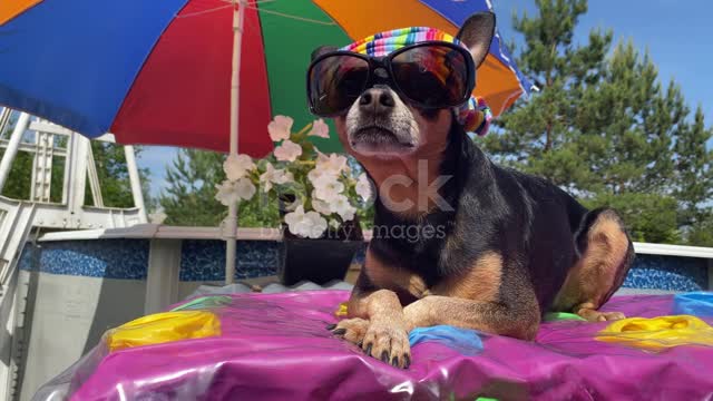 funny dog