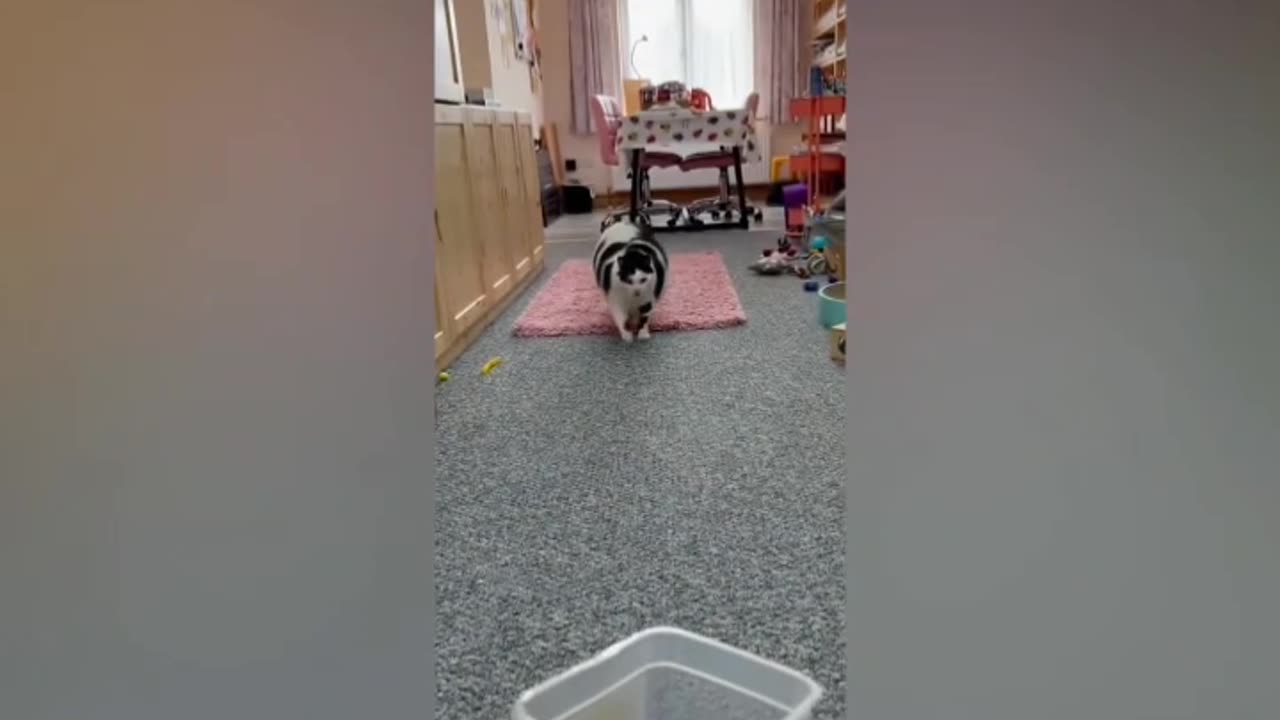 😂Funny Animals Video😁 - Best Dogs and Cats Video -