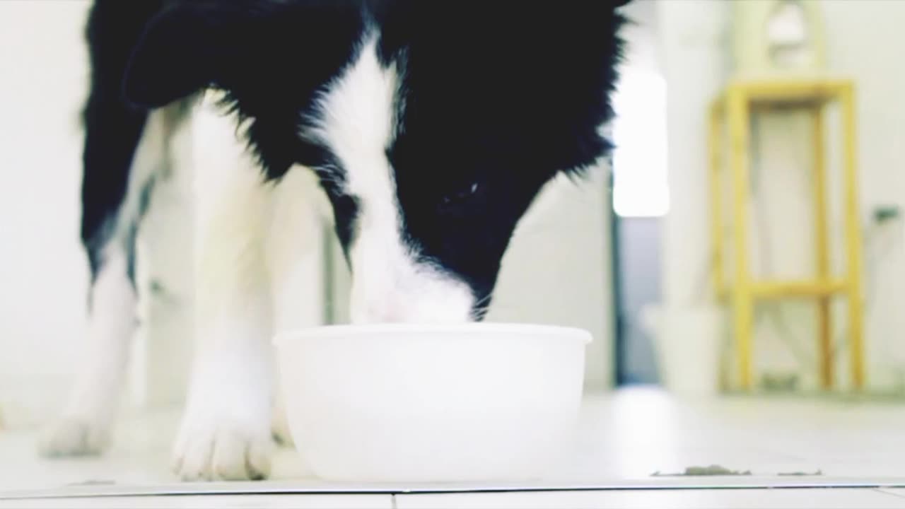 Cute dog drinking milk 🥛