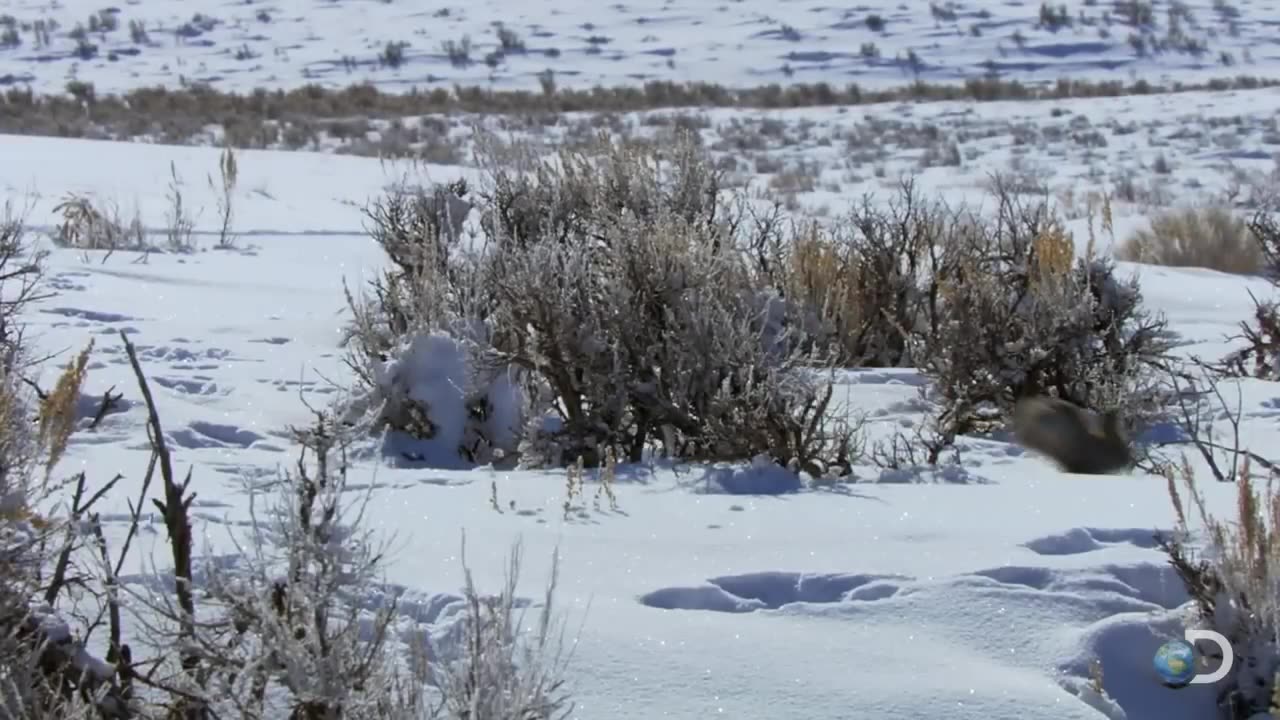 High speed rabbit chase north amrica