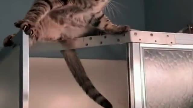 Cats are really flexable apparently