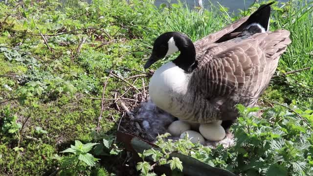 Bird Incubating eggs