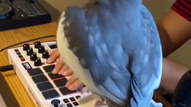 Funny parrot, lovebird, parakeet singing a song