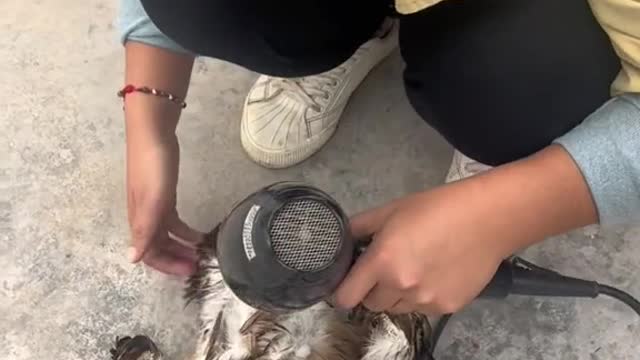 he girl who saved the eagle's life