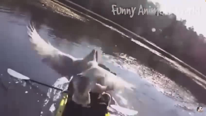 Funny animals best moments!