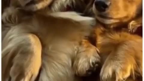 Funny Dog Video Just For Laugh