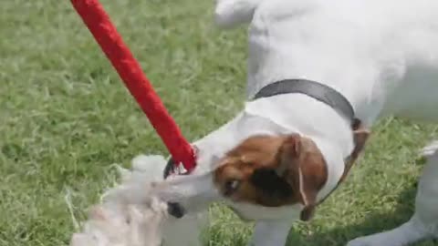 Waw white colour beautiful dog