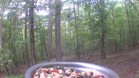 Large bird scares off little chickadee