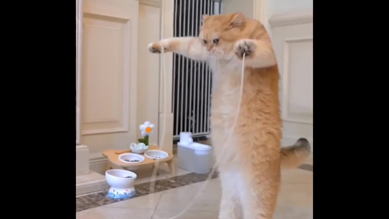 Funny cat...jumping over a rope...