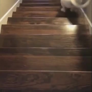 Dog Runs And Jumps Up The Stairs - Tiktok Dogs (Funny Animals #388)