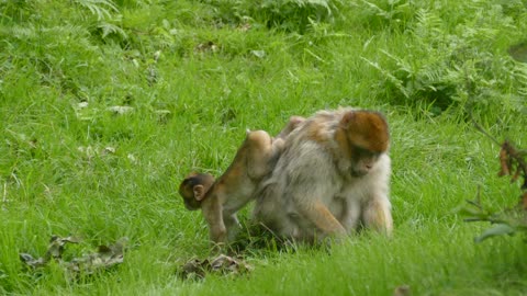 Barbary Macaque (Macaca sylvanus) Family on Grass