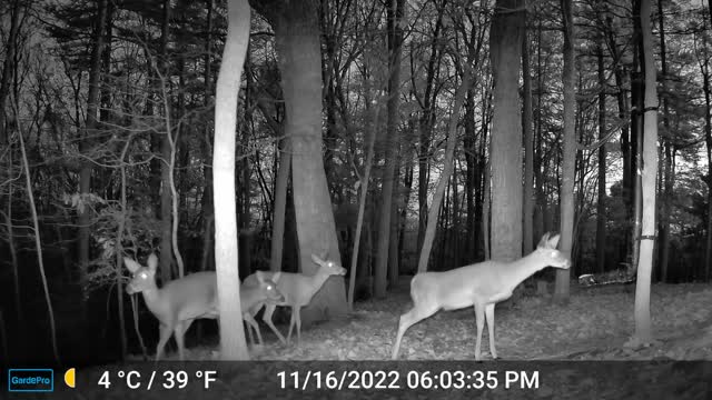 The Woods – 11/17/2022