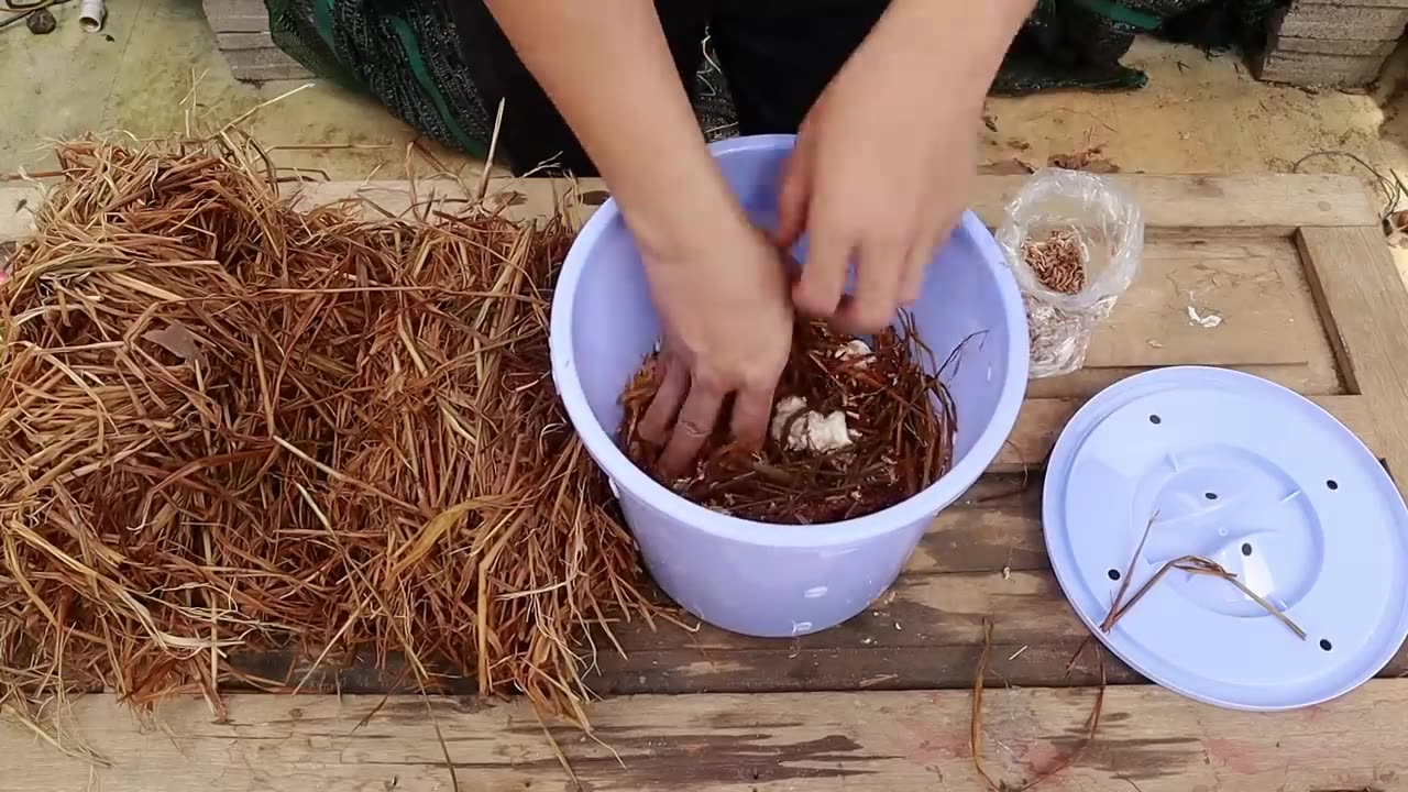 Growing mushrooms at home is super easy with a bucket - Anyone can do it