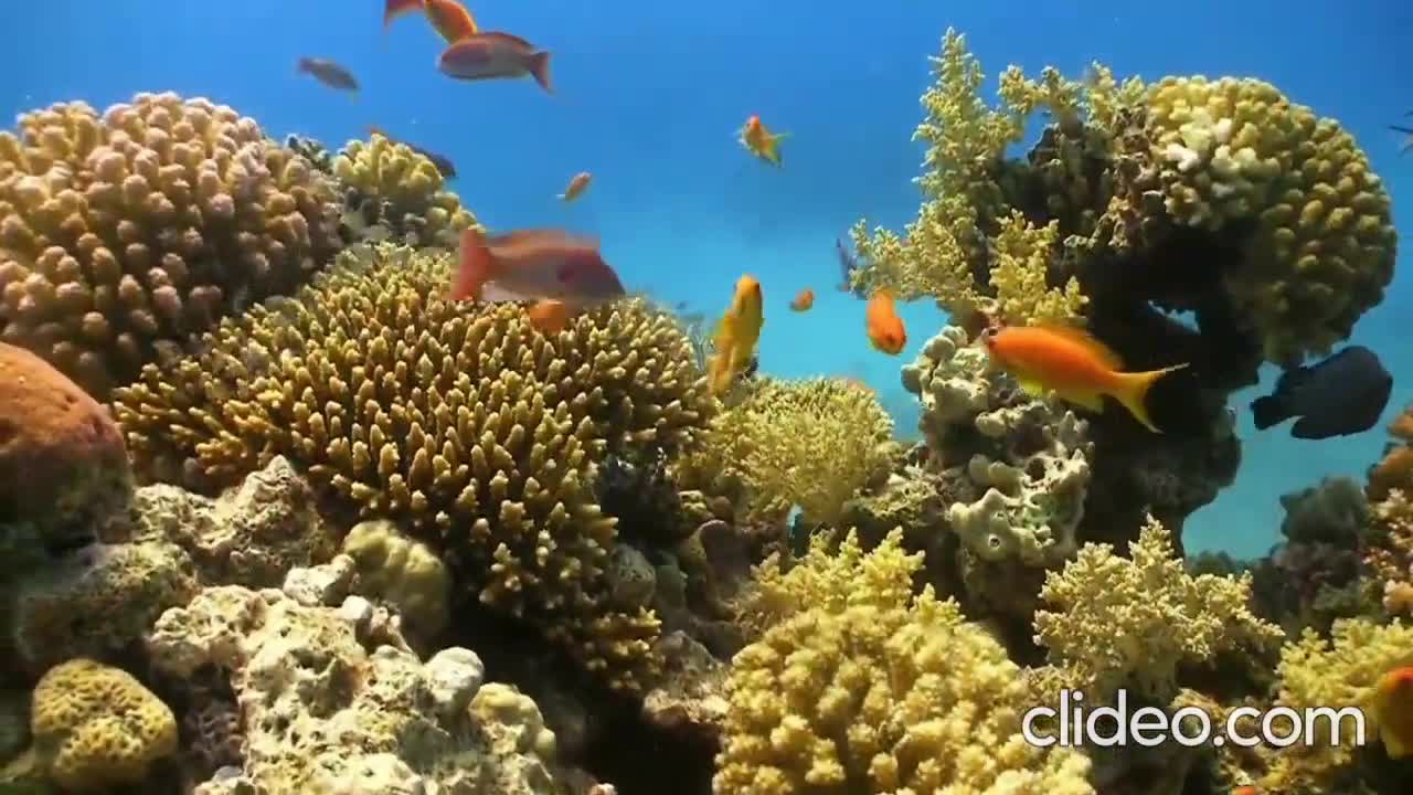 1 Hours of Relaxing music and video with swimming fish