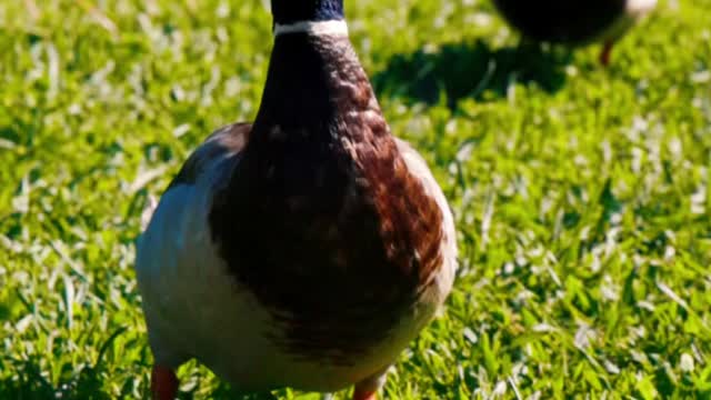 Dancing duck