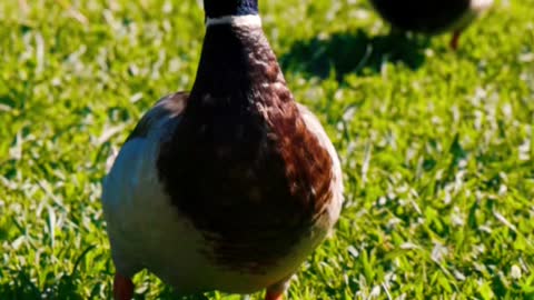 Dancing duck