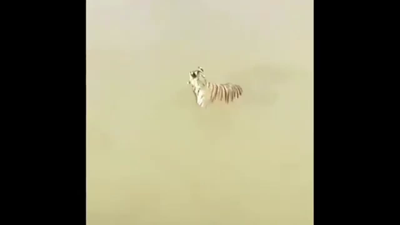 Funny animal video funny animal video 2023