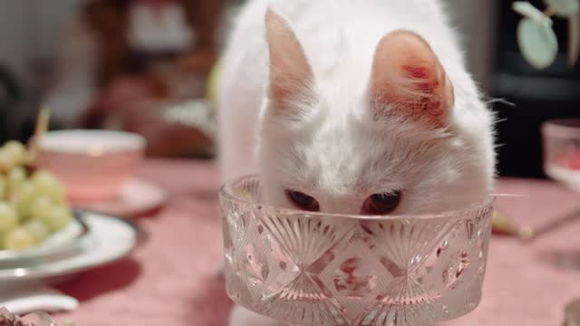 A Cat Licking The Crystal Glass On Top Of The Table!!