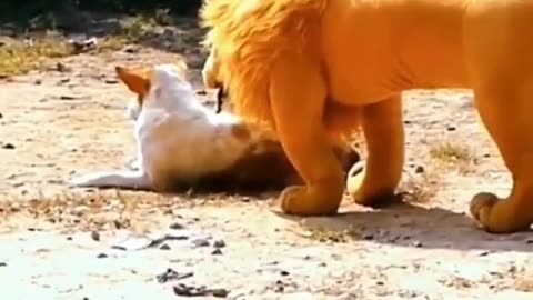 funny animal moments caught on camera funny cat videos funny dog videos!!