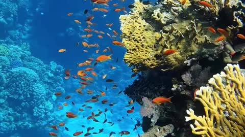 Coral Reef