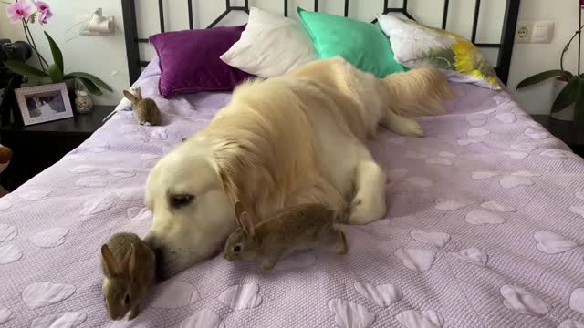 Lovely Golden Retriever Welcomes Cute Baby Bunnies!