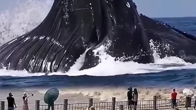 Amazing fish jumping