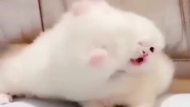 Cute cat cat