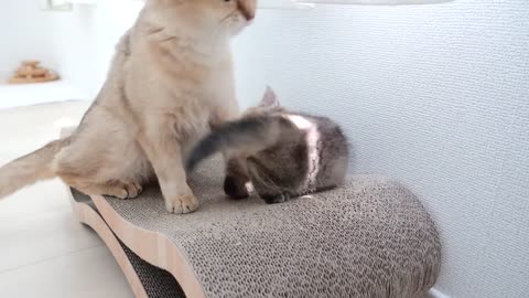 A mother cat and a daughter cat who don't know if they are good term