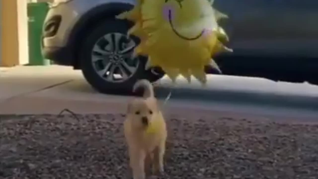 Animalsranks bringing some sunshine 🌞 to way