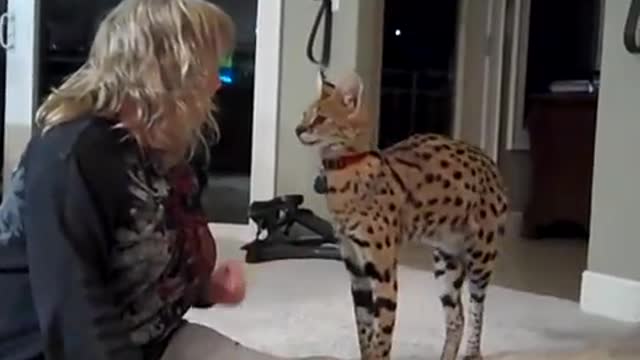 Kyan the Serval and his mom Linda