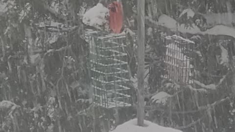 Cardinal Male